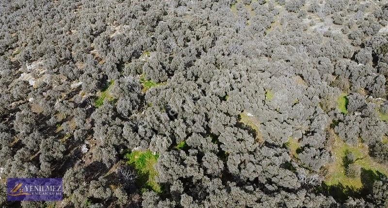 Tire Yuvalı Mevkii Satılık Zeytin Bahçesi - Görsel 7