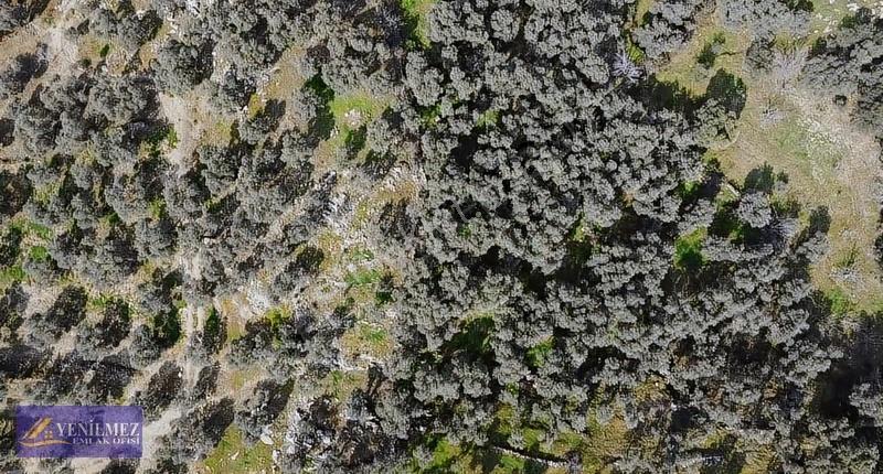 Tire Yuvalı Mevkii Satılık Zeytin Bahçesi - Görsel 17