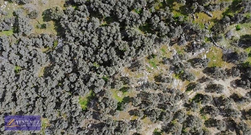 Tire Yuvalı Mevkii Satılık Zeytin Bahçesi - Görsel 12