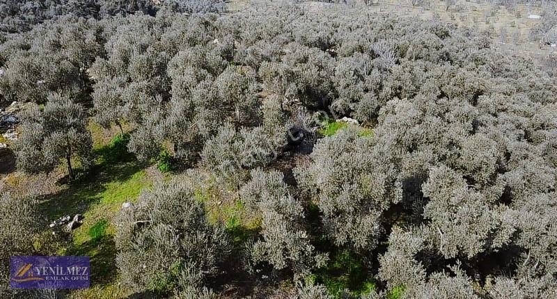 Tire Yuvalı Mevkii Satılık Zeytin Bahçesi - Görsel 3