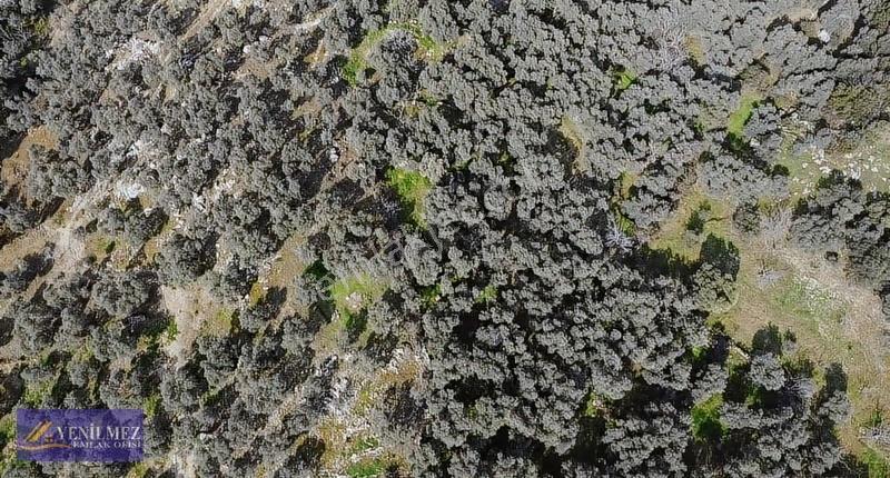 Tire Yuvalı Mevkii Satılık Zeytin Bahçesi - Görsel 18