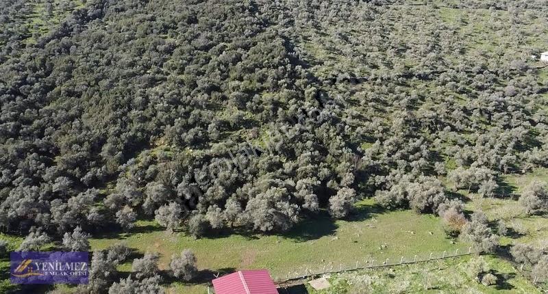 Yenilmez Emlaktan Satılık Zeytin Bahçesi Ve Tarla