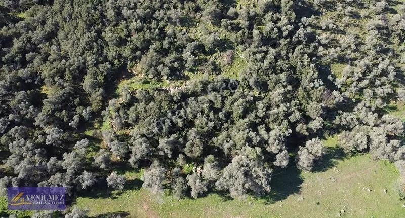 Yenilmez Emlaktan Satılık Zeytin Bahçesi Ve Tarla - Görsel 11