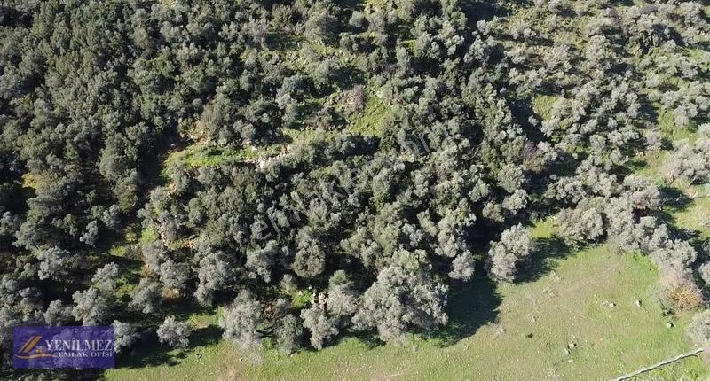 Yenilmez Emlaktan Satılık Zeytin Bahçesi Ve Tarla - Görsel 9