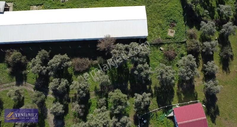 Yenilmez Emlaktan Satılık Zeytin Bahçesi Ve Tarla - Görsel 15