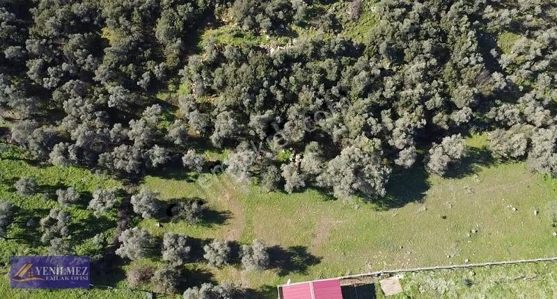 Yenilmez Emlaktan Satılık Zeytin Bahçesi Ve Tarla - Görsel 7