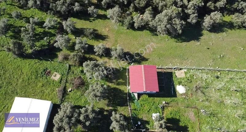 Yenilmez Emlaktan Satılık Zeytin Bahçesi Ve Tarla - Görsel 13