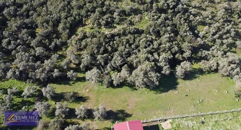 Yenilmez Emlaktan Satılık Zeytin Bahçesi Ve Tarla - Görsel 3