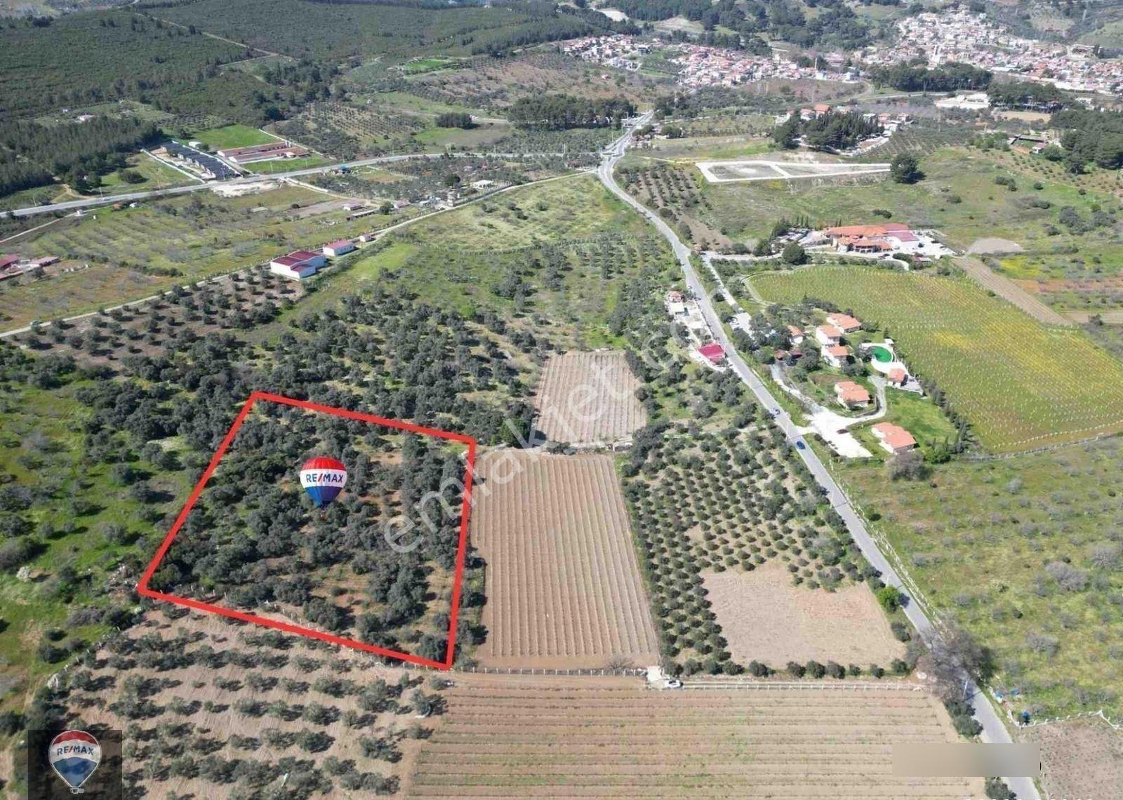 Satılık Kuşadası/çınarköy De Zeytın Ve Incır Ağacı Dıkılı Bağ-bahçe - Görsel 8