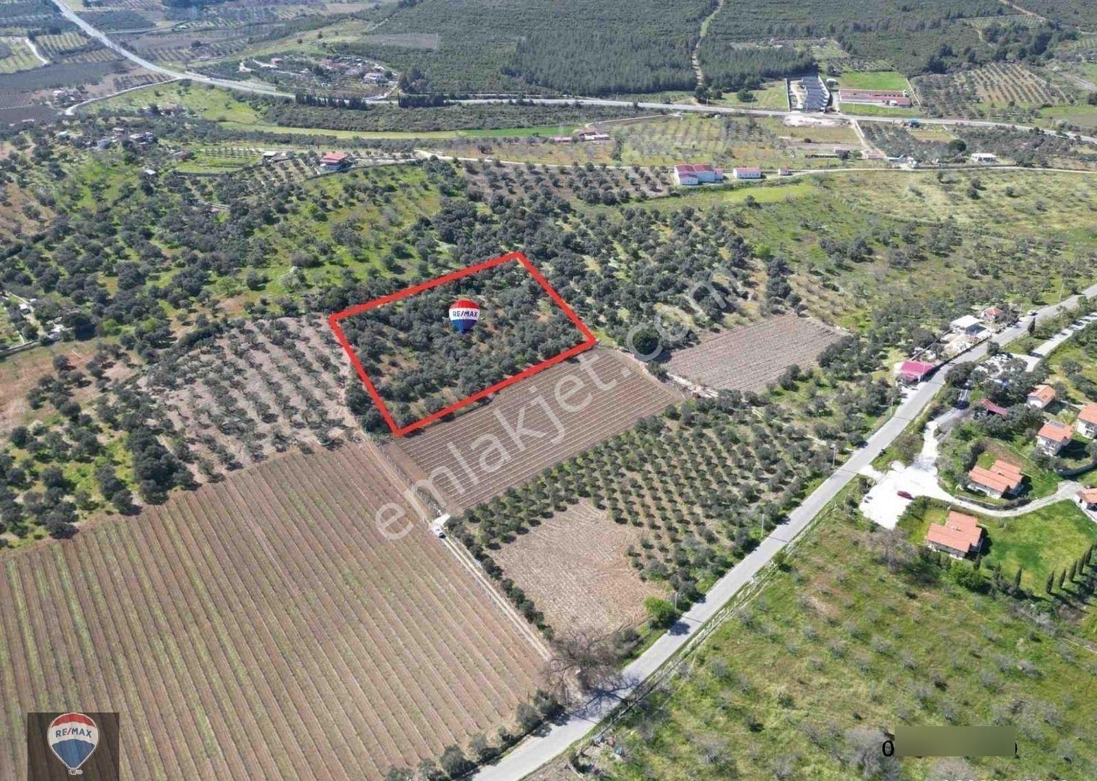 Satılık Kuşadası/çınarköy De Zeytın Ve Incır Ağacı Dıkılı Bağ-bahçe - Görsel 7