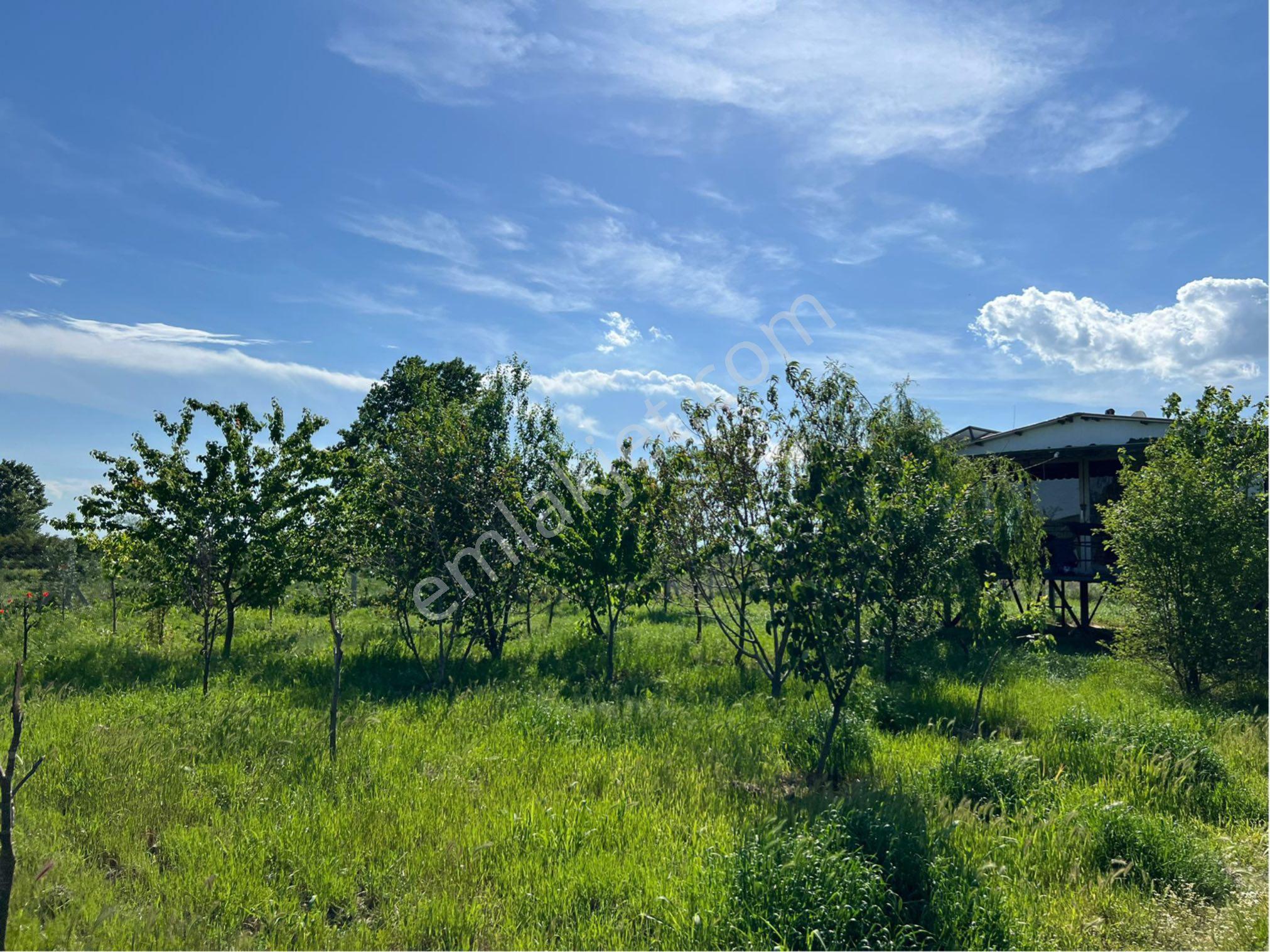 Edirne Bosnaköyde Satılık Tarla Ve Bağ Evi - Görsel 8