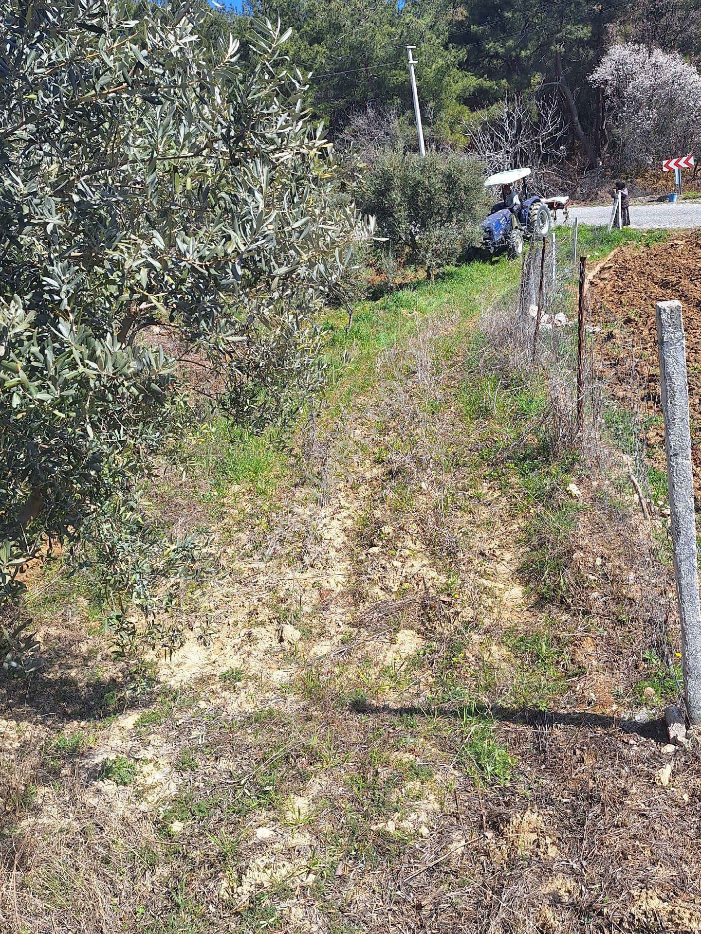 Köy İçi Tek Tapu Zeytinlik