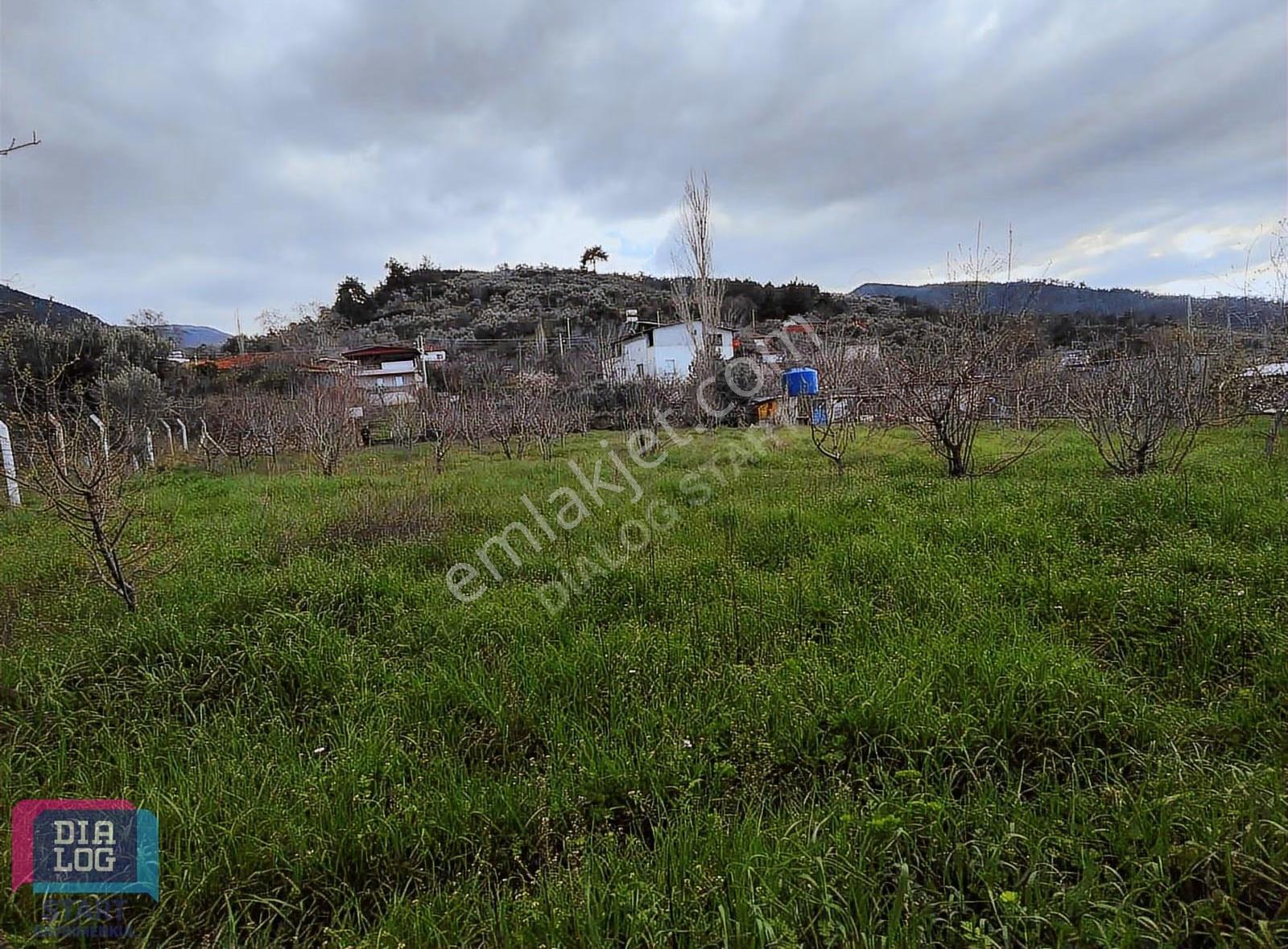 Kemalpaşa Bağyurdunda 1302 M² Müstakil Tapulu Kiraz Bahçesi - Görsel 18