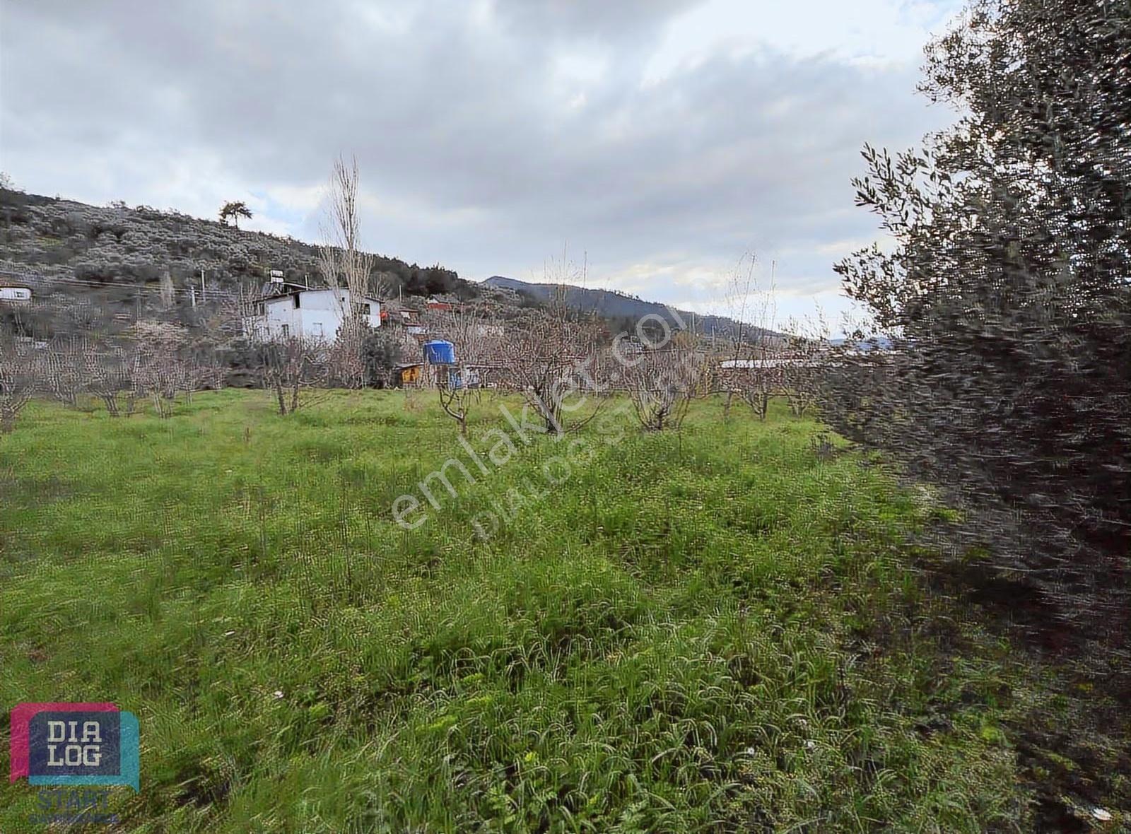 Kemalpaşa Bağyurdunda 1302 M² Müstakil Tapulu Kiraz Bahçesi - Görsel 15