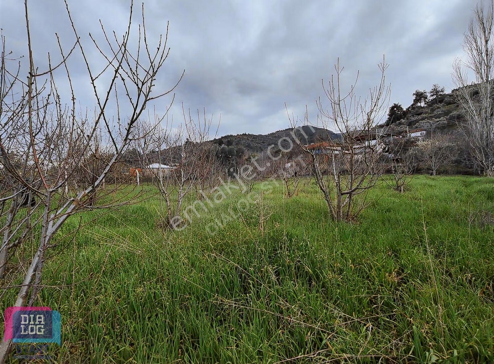 Kemalpaşa Bağyurdunda 1302 M² Müstakil Tapulu Kiraz Bahçesi - Görsel 19
