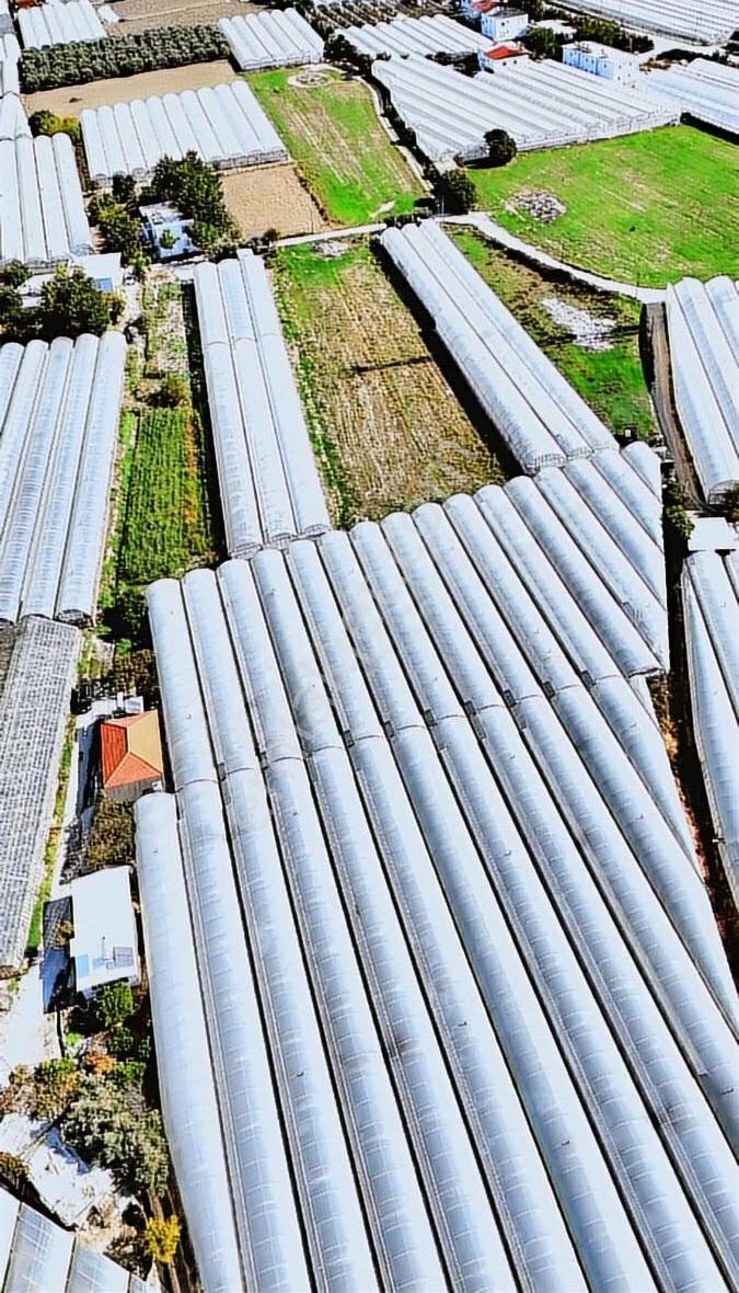 Kazançlı Tarım Ve Yatırım Kaş Yeşilköy De Satılık Sera - Görsel 34