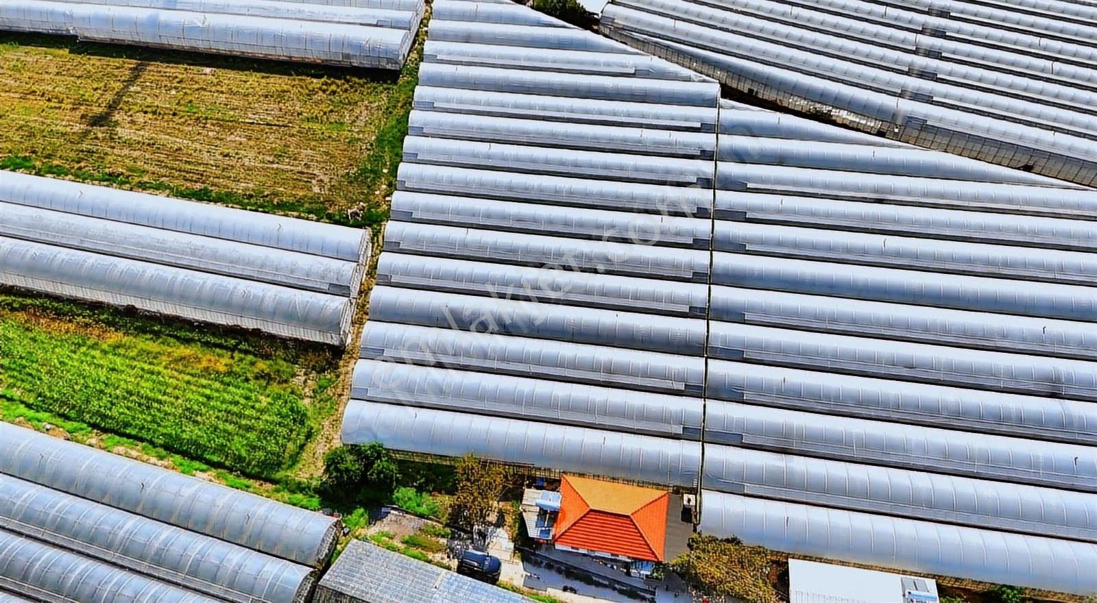 Kazançlı Tarım Ve Yatırım Kaş Yeşilköy De Satılık Sera - Görsel 6