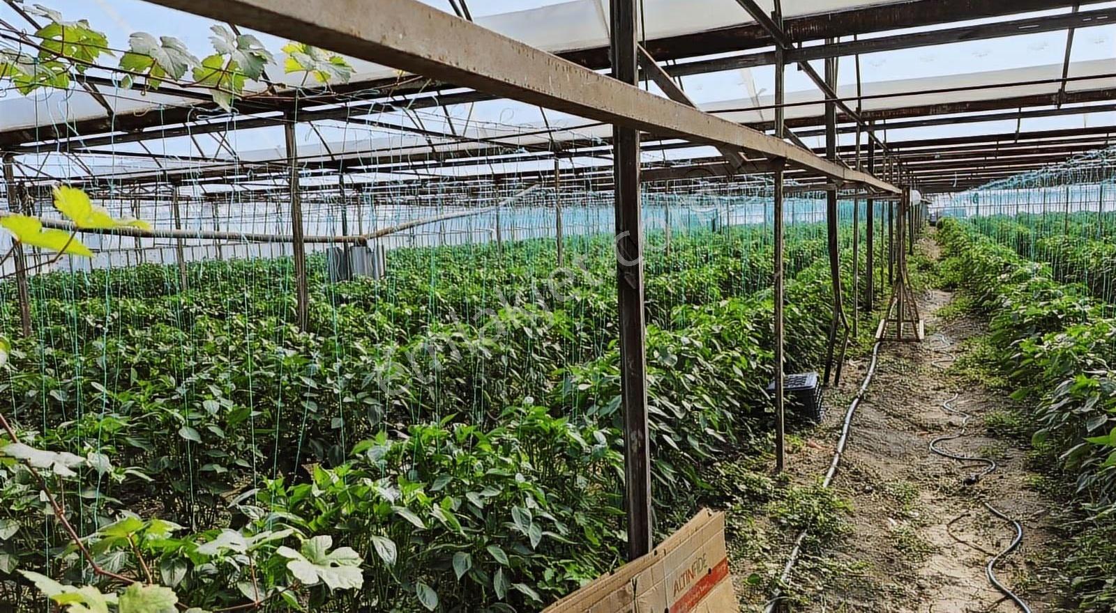 Kazançlı Tarım Ve Yatırım Kaş Yeşilköy De Satılık Sera - Görsel 32