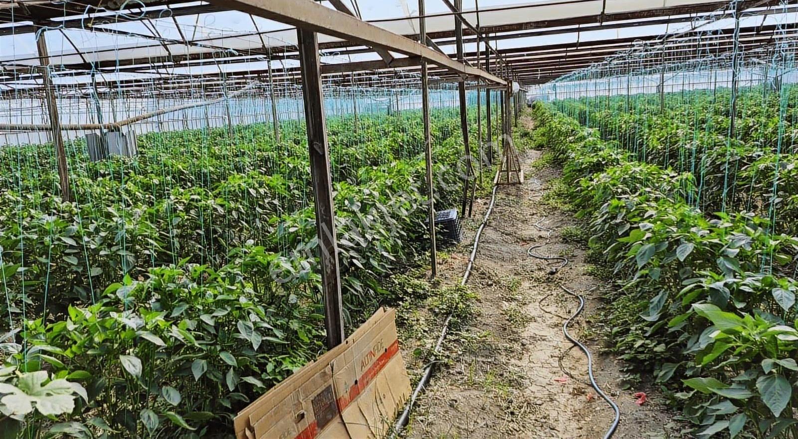 Kazançlı Tarım Ve Yatırım Kaş Yeşilköy De Satılık Sera - Görsel 11