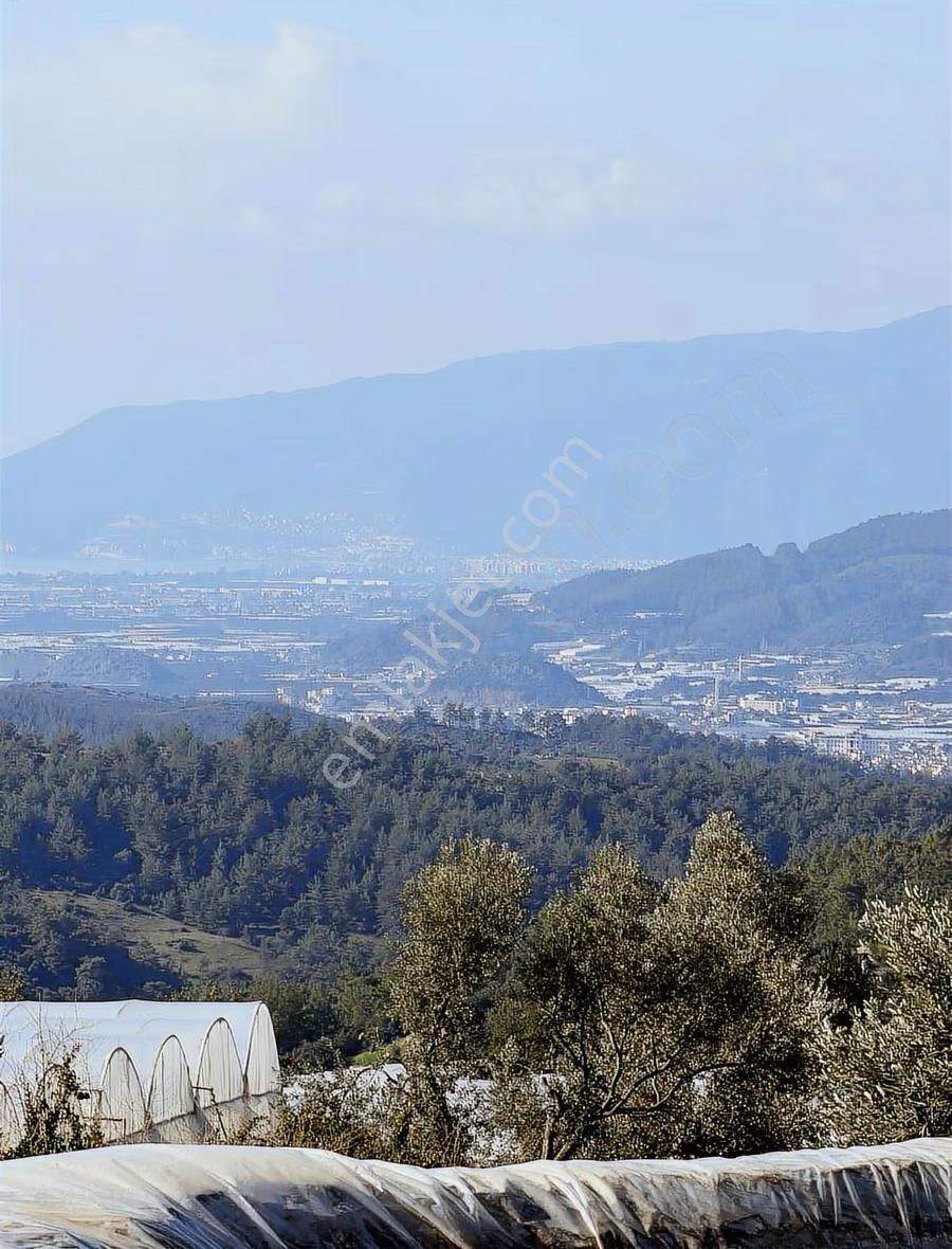 Kumluca İncircik Köyünde Deniz Manzaralı Satılık Zeytinlik - Görsel 7