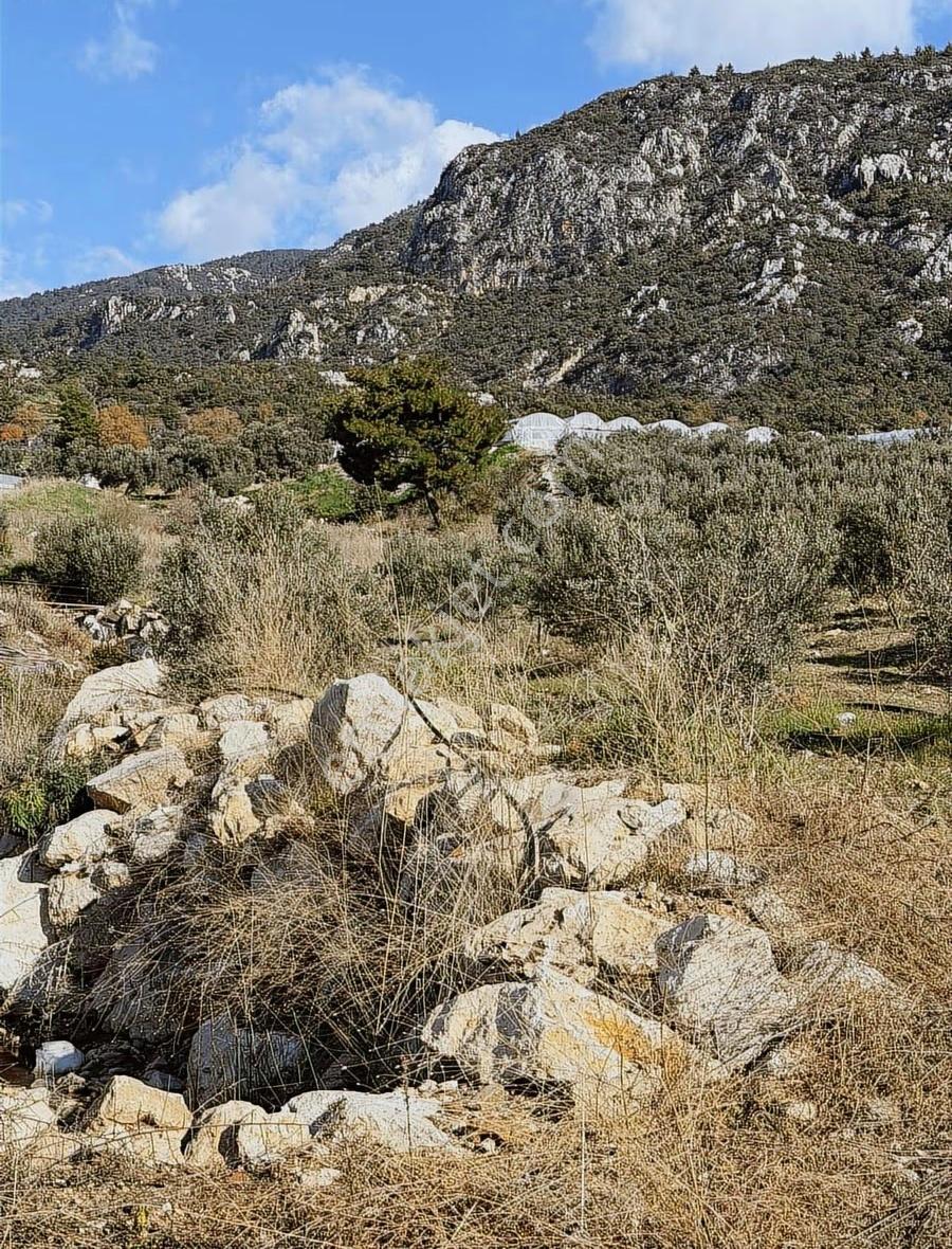 Kumluca İncircik Köyünde Deniz Manzaralı Satılık Zeytinlik - Görsel 35