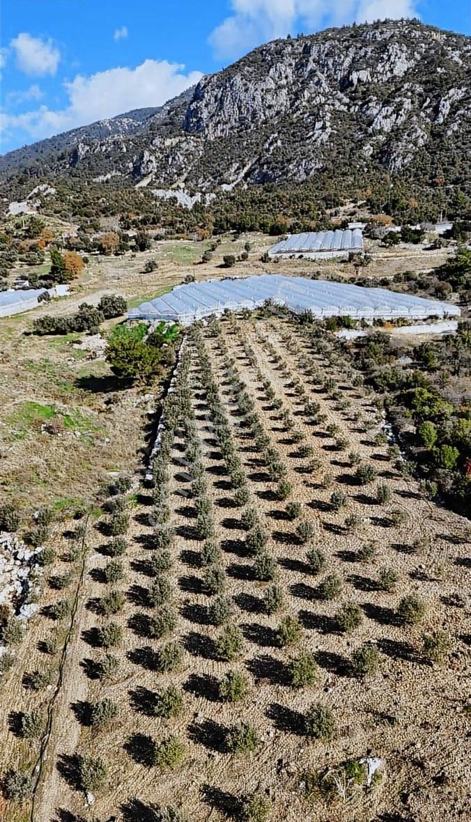 Kumluca İncircik Köyünde Deniz Manzaralı Satılık Zeytinlik - Görsel 24
