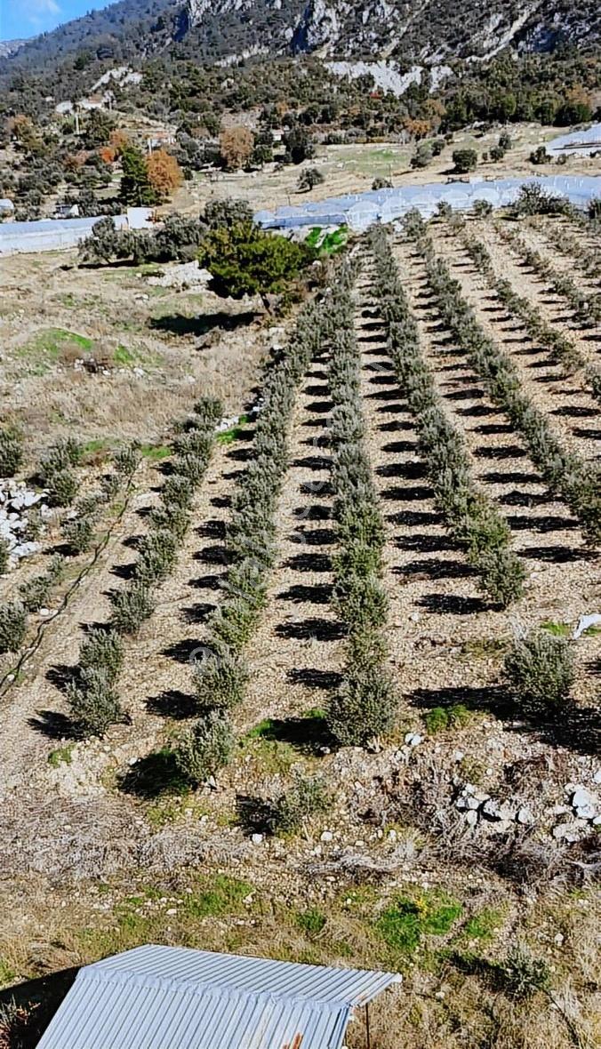 Kumluca İncircik Köyünde Deniz Manzaralı Satılık Zeytinlik - Görsel 12