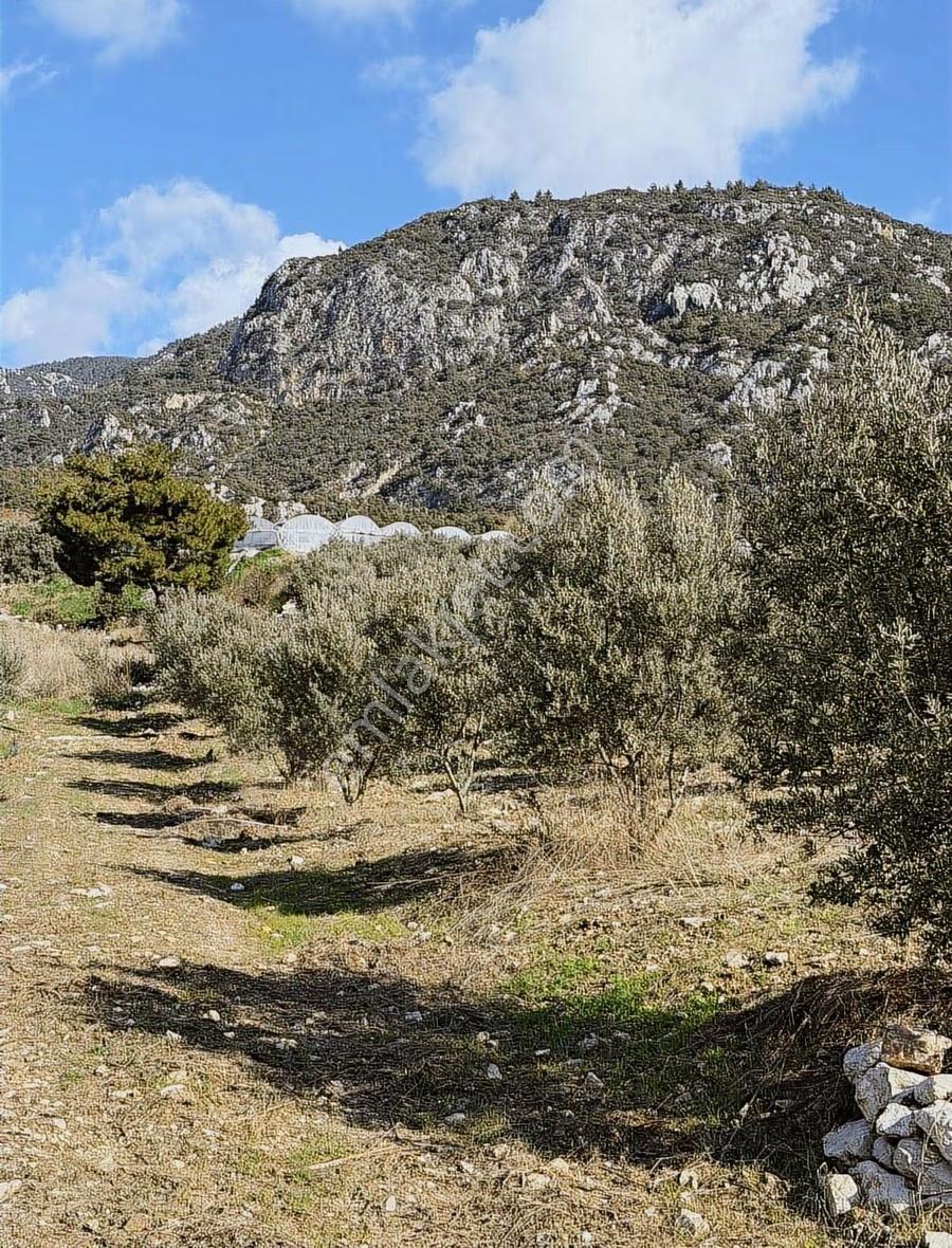 Kumluca İncircik Köyünde Deniz Manzaralı Satılık Zeytinlik - Görsel 14