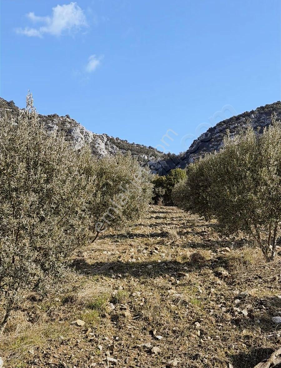 Kumluca İncircik Köyünde Deniz Manzaralı Satılık Zeytinlik - Görsel 4