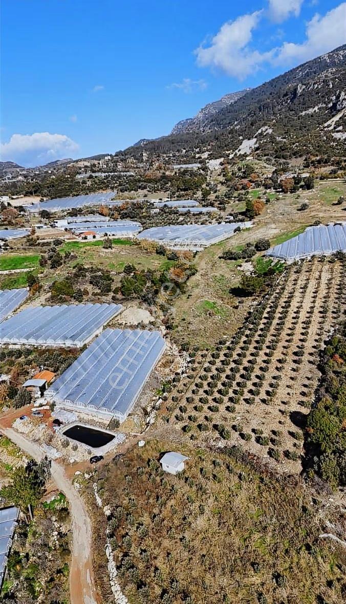 Kumluca İncircik Köyünde Deniz Manzaralı Satılık Zeytinlik - Görsel 21