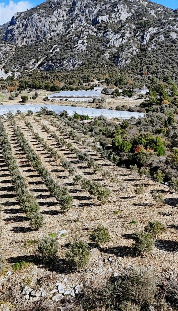 Kumluca İncircik Köyünde Deniz Manzaralı Satılık Zeytinlik - Görsel 16