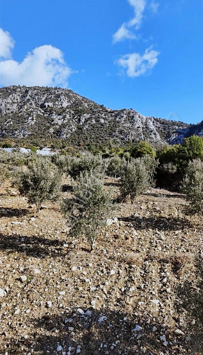 Kumluca İncircik Köyünde Deniz Manzaralı Satılık Zeytinlik - Görsel 2