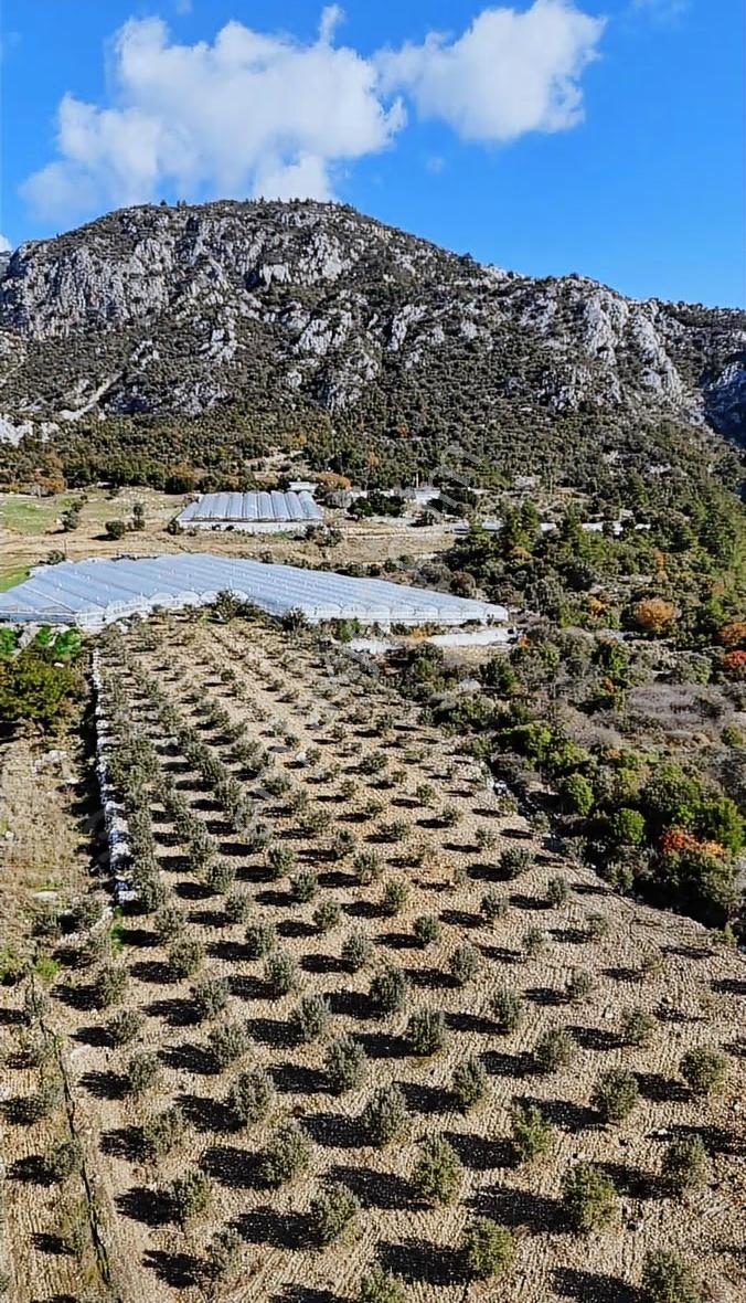Kumluca İncircik Köyünde Deniz Manzaralı Satılık Zeytinlik - Görsel 22