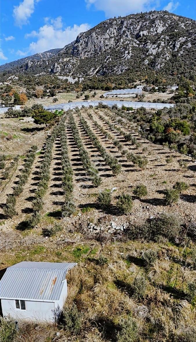 Kumluca İncircik Köyünde Deniz Manzaralı Satılık Zeytinlik - Görsel 17