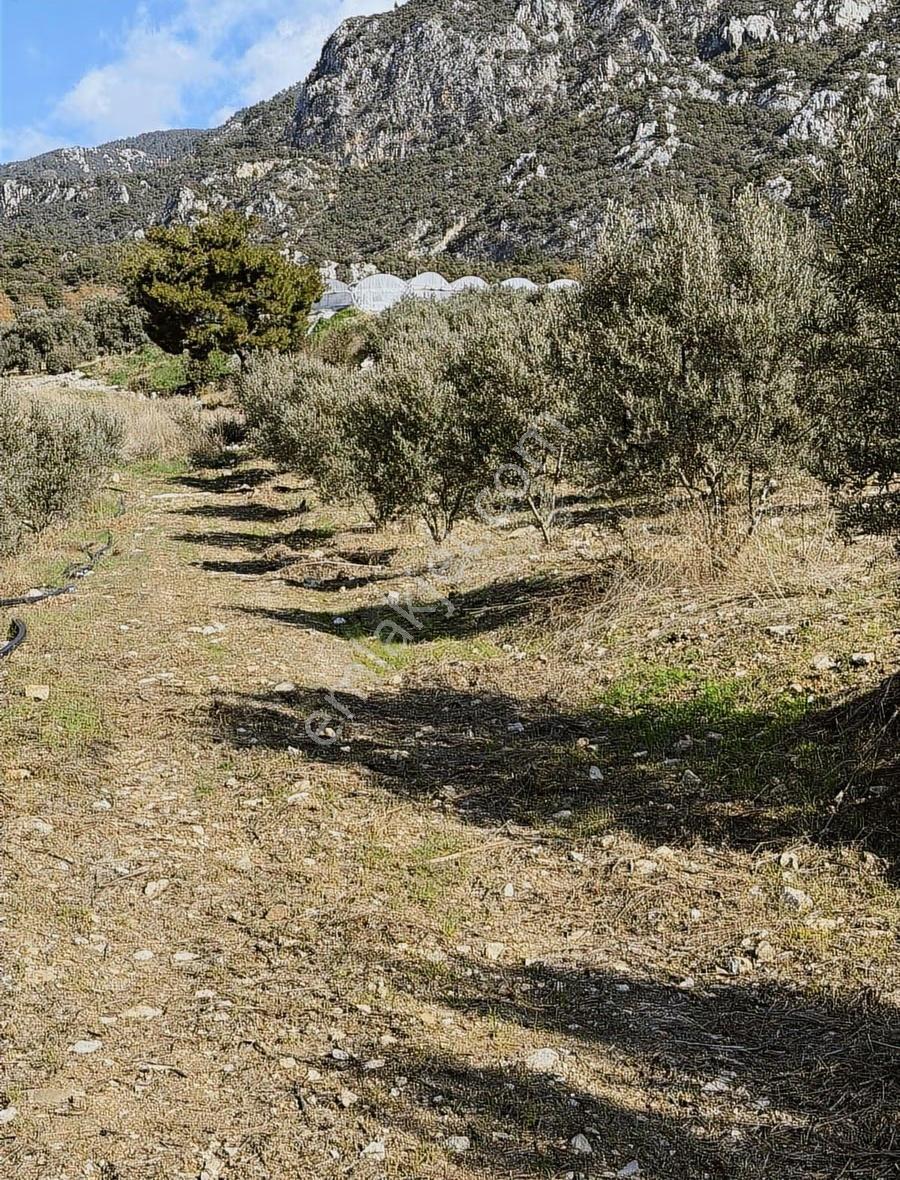 Kumluca İncircik Köyünde Deniz Manzaralı Satılık Zeytinlik - Görsel 29