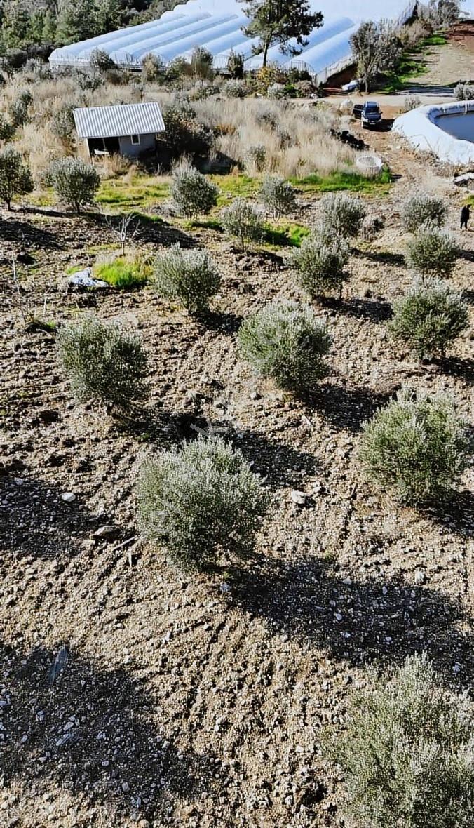 Kumluca İncircik Köyünde Deniz Manzaralı Satılık Zeytinlik - Görsel 13