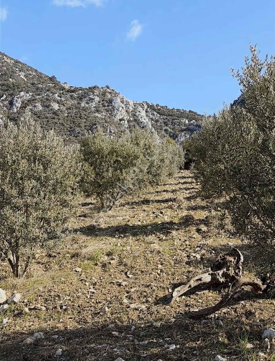Kumluca İncircik Köyünde Deniz Manzaralı Satılık Zeytinlik - Görsel 11