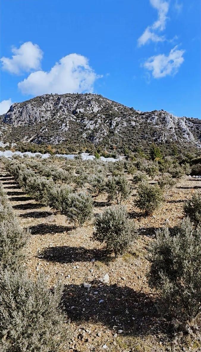 Kumluca İncircik Köyünde Deniz Manzaralı Satılık Zeytinlik - Görsel 6