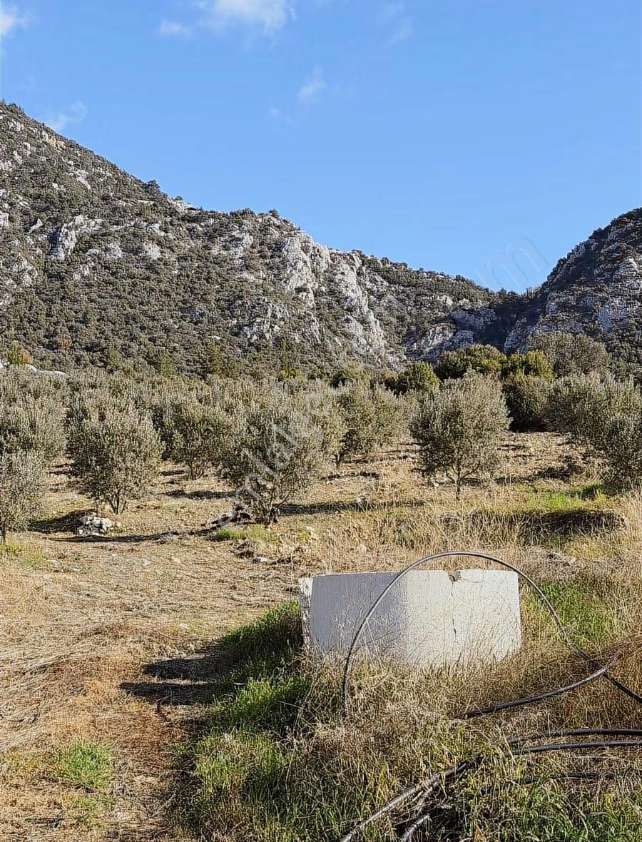 Kumluca İncircik Köyünde Deniz Manzaralı Satılık Zeytinlik - Görsel 33