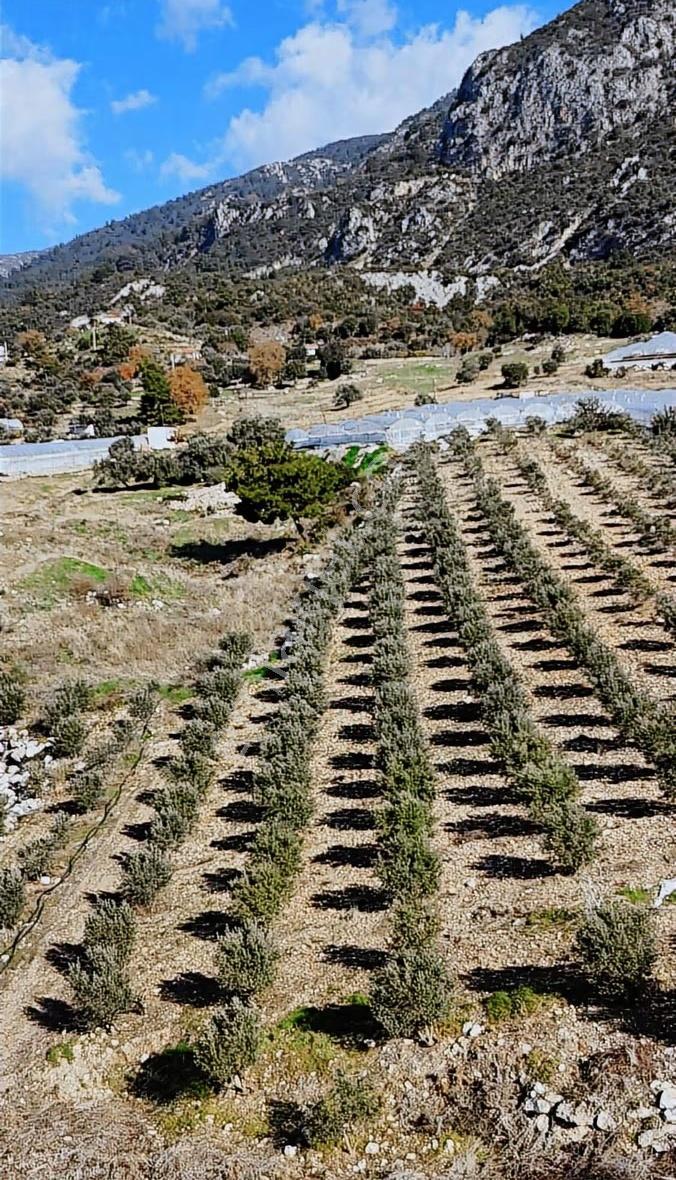 Kumluca İncircik Köyünde Deniz Manzaralı Satılık Zeytinlik - Görsel 30