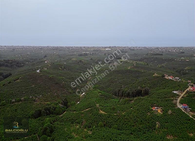 Balcıoğlundan Denizdağında 10 Dönüm Deniz Manzaralı Fındıklık - Görsel 2
