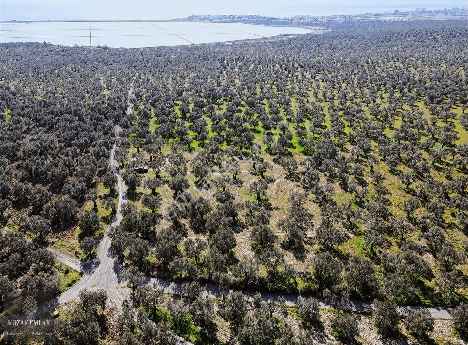 Balıkesir Ayvalık Küçükköy Mahallesinde Satılık Zeytinlik - Görsel 30