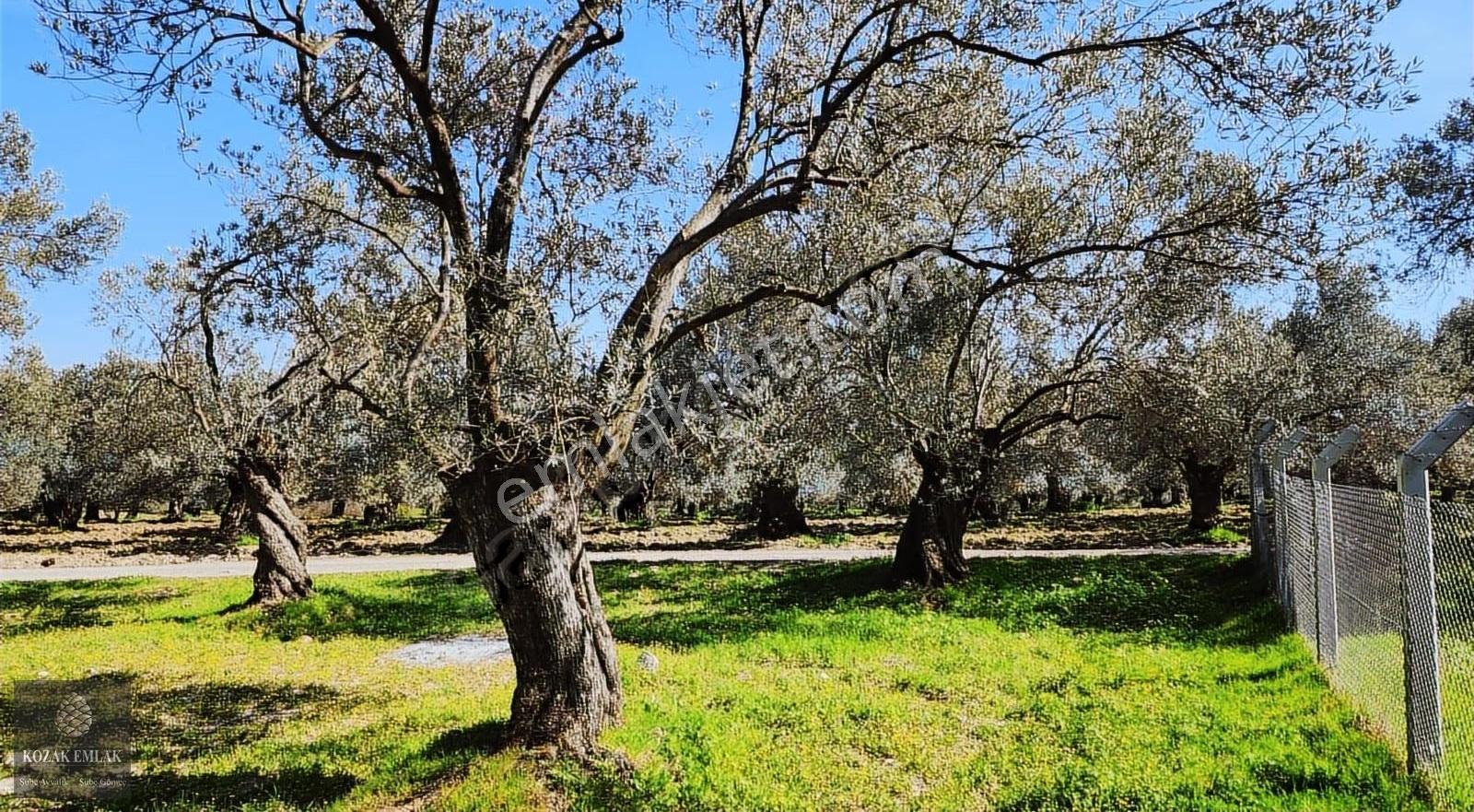 Balıkesir Ayvalık Küçükköy Mahallesinde Satılık Zeytinlik - Görsel 29