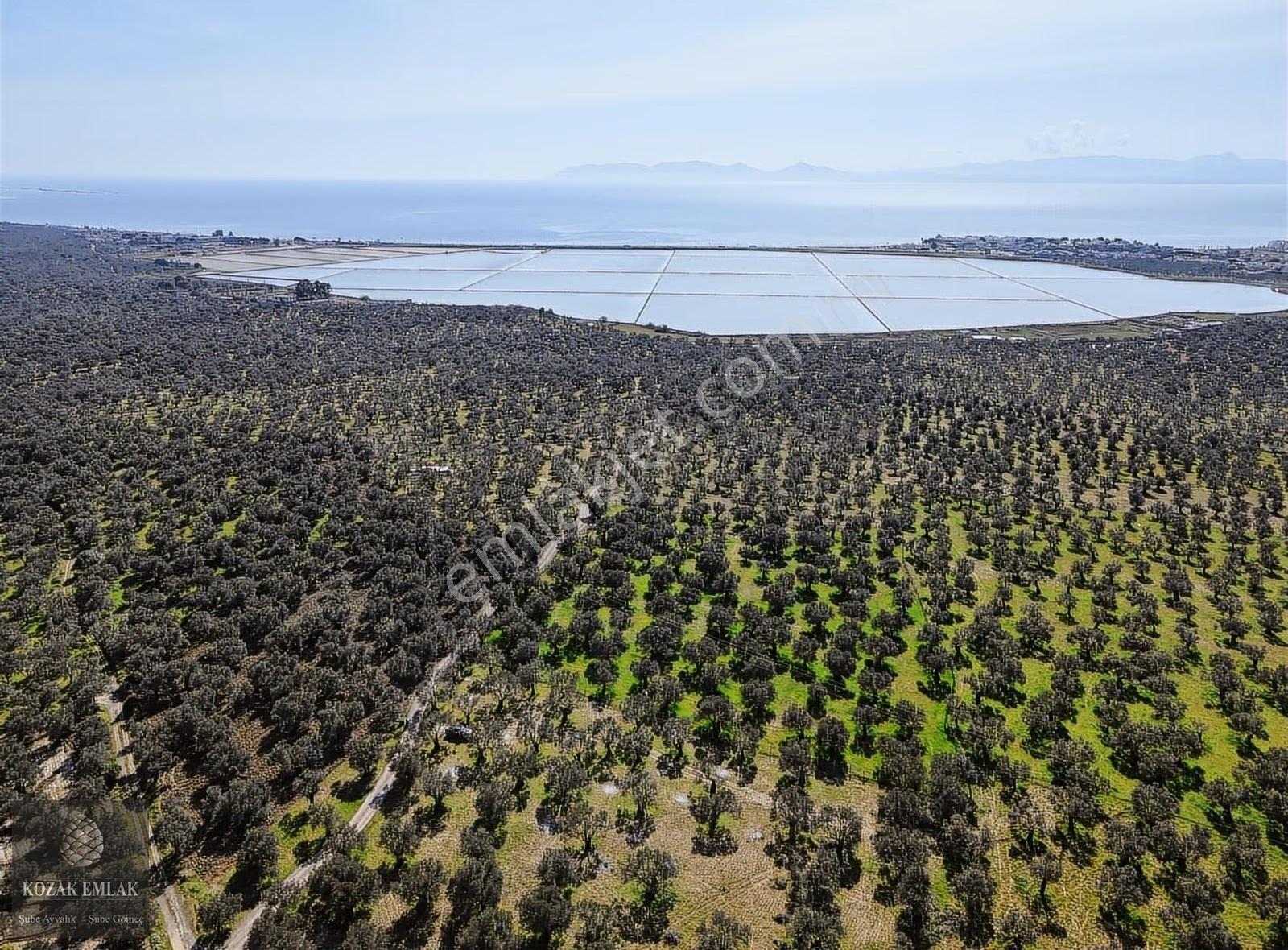 Balıkesir Ayvalık Küçükköy Mahallesinde Satılık Zeytinlik - Görsel 14
