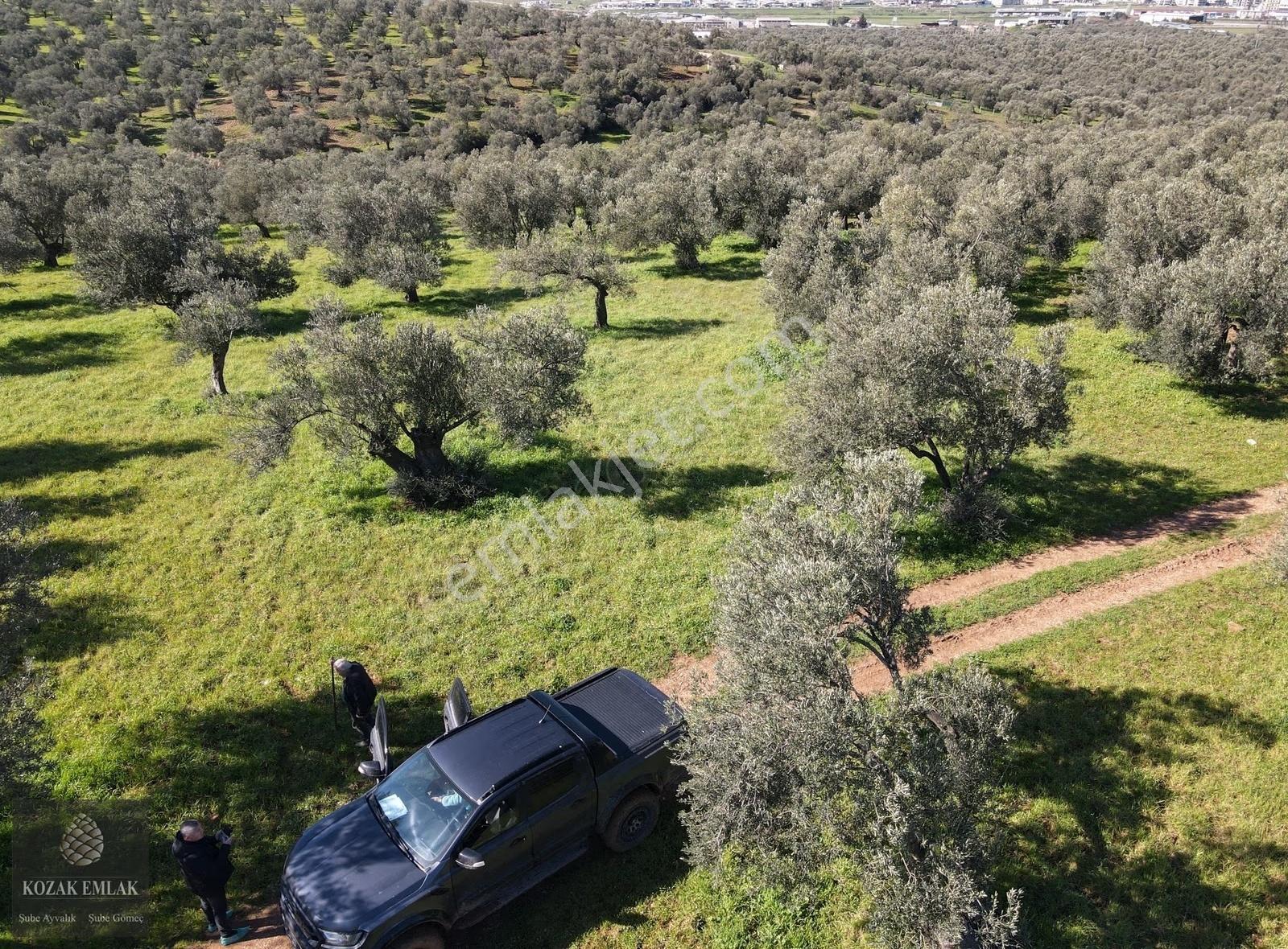 Ayvalık Otogarına Yakın Satılık Yatırımlık Zeytinlik - Görsel 29