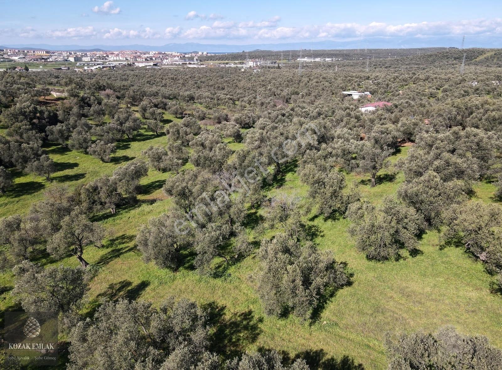 Ayvalık Otogarına Yakın Satılık Yatırımlık Zeytinlik - Görsel 28