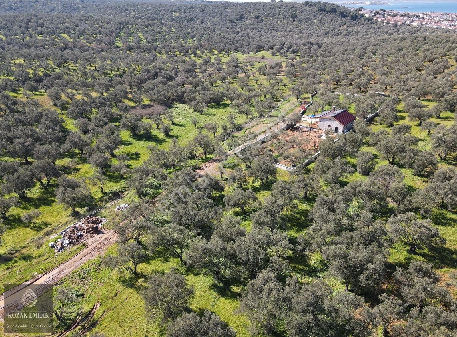 Ayvalıkta İmara Yakın Sahilkentte Satılık Zeytinlik - Görsel 8