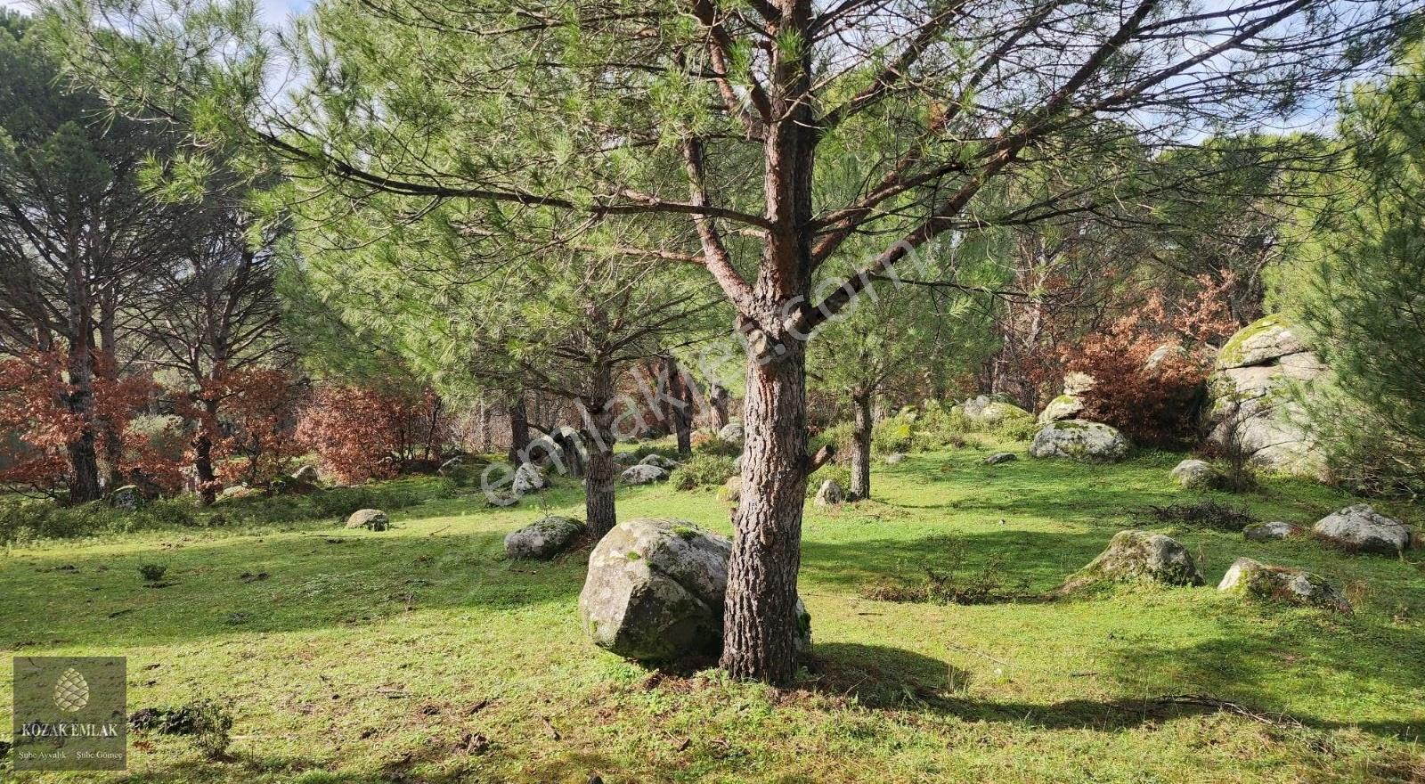 Ayvalık Bağyüzü'nde Satılık 3.158m² Müstakil Tapulu Bağ - Görsel 9