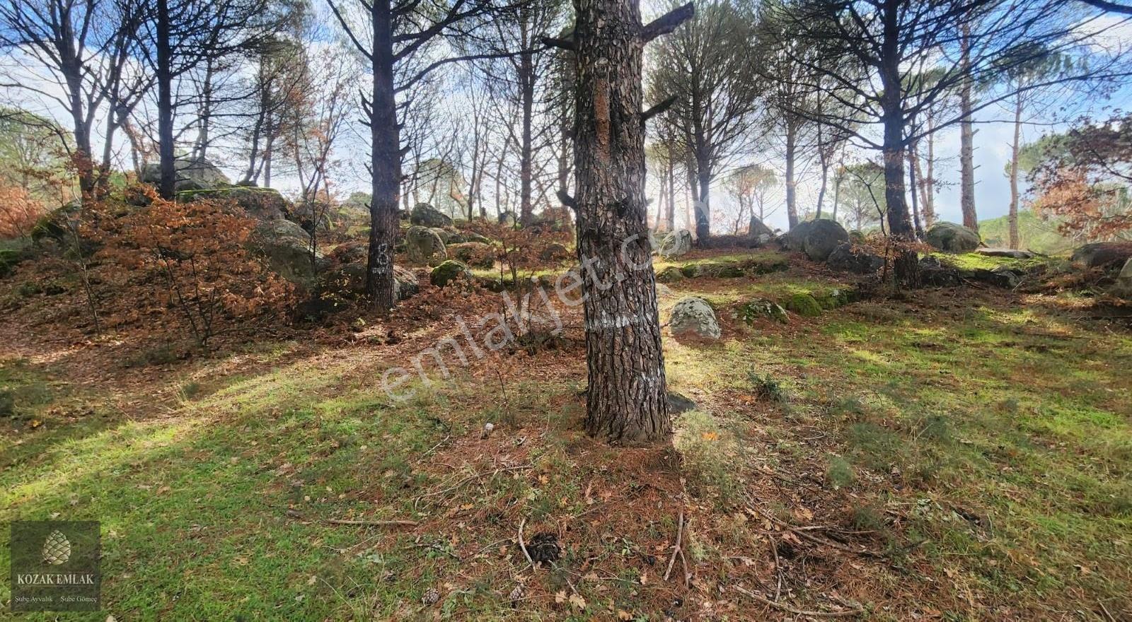 Satılık Fıstık Çamlı Tarla: İzmir Bergama Kozak, 2.977 M² - Görsel 8