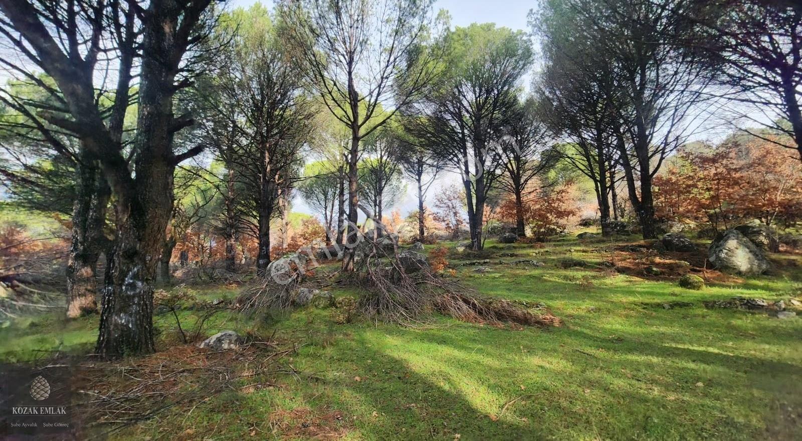 Satılık Fıstık Çamlı Tarla: İzmir Bergama Kozak, 2.977 M² - Görsel 7